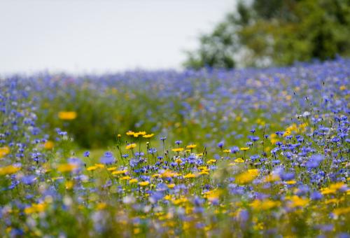 A field full of blue and yellow wildflowers